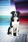 sitzender Border Collie