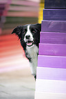 Border Collie Portrait