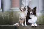 Border Collie mit Miniature Australian Shepherd