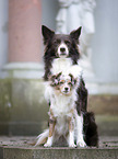 Border Collie mit Miniature Australian Shepherd