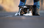 Mensch mit Border Collie