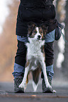 Mensch mit Border Collie