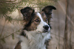 Border Collie Portrait