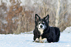 liegender Border Collie