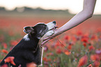 Mensch mit Border Collie im Mohnfeld