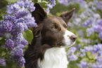 Border Collie Portrait