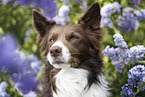 Border Collie Portrait