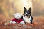 liegender Border Collie