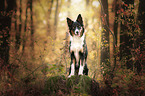 Border Collie im Wald