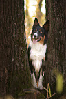 Border Collie im Wald