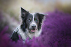 Border Collie Portrait