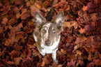 sitzender Border Collie