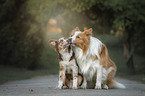 sitzende Border Collies