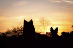 Border Collies