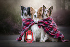 sitzende Border Collies