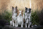 sitzende Border Collies