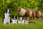 Border Collies und Schafe