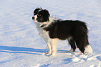 junger Border Collie im Schnee