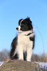 junger Border Collie im Schnee