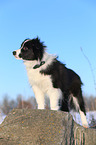 junger Border Collie im Schnee