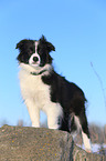 junger Border Collie im Schnee