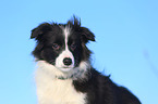 junger Border Collie im Schnee