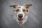 sitzender Border Collie
