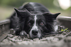 liegender Border Collie