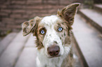 Border Collie Portrait