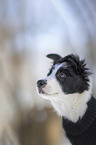 Border Collie Welpe Portrait