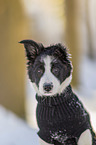 Border Collie Welpe Portrait