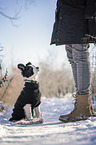 Mensch mit Border Collie Welpe