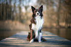 sitzender Border Collie