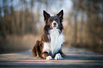 liegender Border Collie