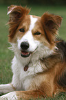 liegender Border Collie