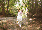 sitzender Border Collie