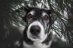 alter Border Collie