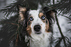 Border Collie mit blauen Augen