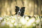 Border Collie Portrait