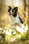 Border Collie Portrait