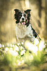 Border Collie Portrait
