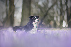 liegender Border Collie