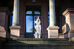 sitzender Border Collie