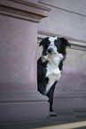 sitzender Border Collie