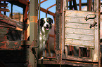 sitzender Border Collie