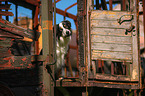 sitzender Border Collie