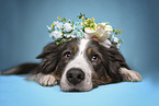 Border Collie mit Blumenkranz