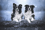 zwei Border Collies