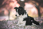 Border Collie in der Kirschblte