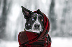 Border Collie im Winter